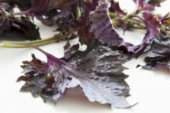 紫苏一种古老的香料用途十分广泛